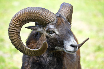 Portrait male mouflon of Corsican (Ovis aries orientalis) 
