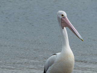 Australian Pelican Bird