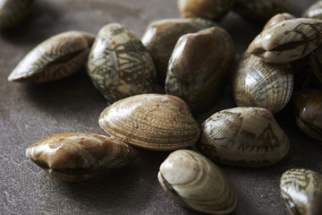 shellfish 