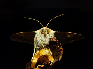Gypsy Moth (Lymantria dispar)macro night moth sitting on the branch in the night, black background