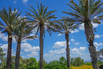 Summer view of Rotshild Park, Israel