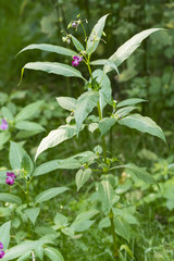 Pink flowers on a forest plant with blade leaves.