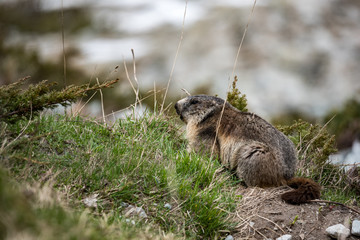 Naklejka na ściany i meble marmot french alps