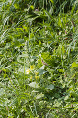 A small division with flowers growing in the grass.