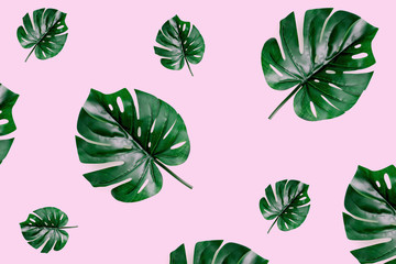 Leaves Monstera Top View Flat Lay Group Objects. Background Toned pink trend colors