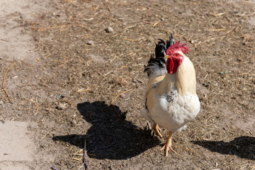 Hahn auf einem Bauernhof