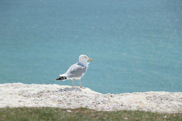 Seven Sisters Seagull