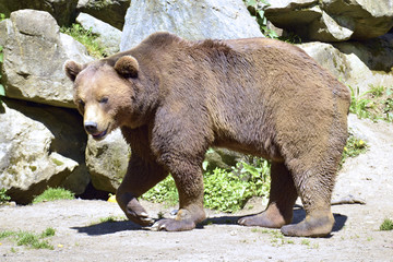 Fototapeta premium Brown bear (Ursus arctos) seen from profile walking on grass