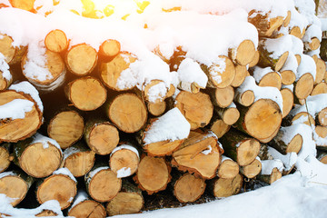 Logging stack in the forest during the winter