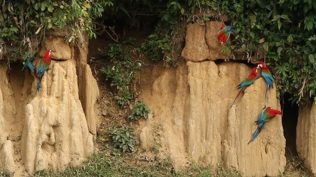 Red-and-green Macaws (Ara chloropterus) on clay lick in Manu National Park, Peru, typical bird behavior, parrots gathering to balance their fruit diet, beautiful birds in amazon rain forest