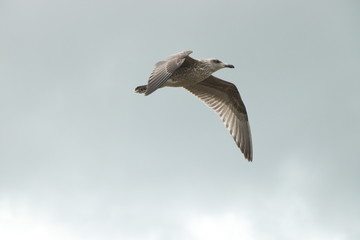 Flying Seagull