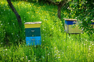 Polish landscape with beehives on ecological field