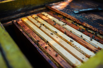 The beekeeper works with a honey bee