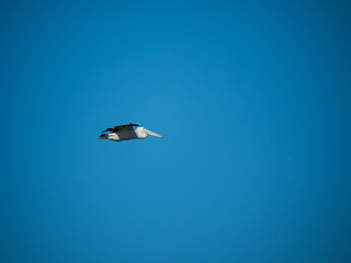 Australian Pelican Bird