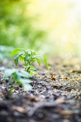 young green germ of a tomato grows
