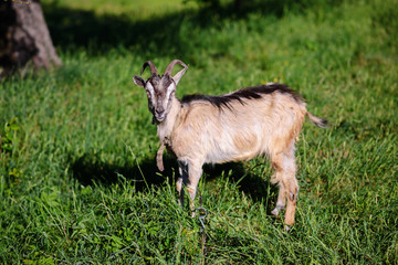 white goat grazing on a green meadow on a sunny day