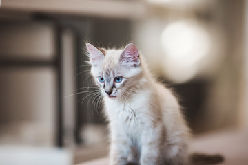 SIberian Neva Masquerade kitten with beautiful blue eyes sitting indoors. Closeup portrait of cute kitten with gray hair