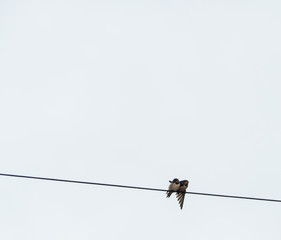 Spatzenpaar auf Telefonkabel sparrows couple on telephone cable