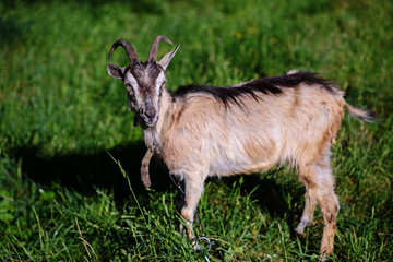 white goat grazing on a green meadow on a sunny day