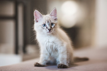 SIberian Neva Masquerade kitten with beautiful blue eyes sitting indoors. Closeup portrait of cute...
