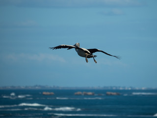 Australian Pelican Bird