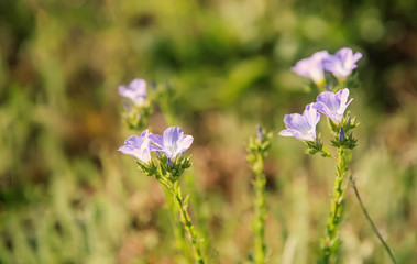Spring meadow with wild blue flowers