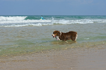 Red Australian Shepherd in waves of Mediterranean. Charles Clore Park. Tel Aviv, Israel