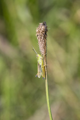 Grasshopper on grass in nature.