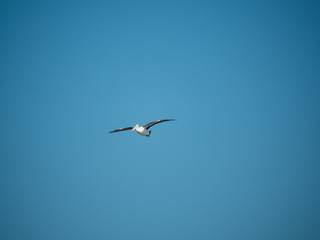 Australian Pelican Bird