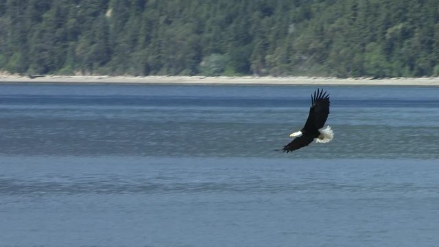 Tracking shot of anAdult Bald Eagle (Haliaeetus leucocephalus) in flight as it skims the water.
