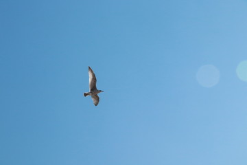 Seagull flying over Pier