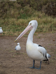 Fototapeta na wymiar Australian Pelican Bird