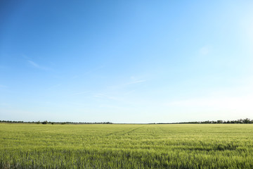 View of beautiful wheat field with blue sky on sunny day