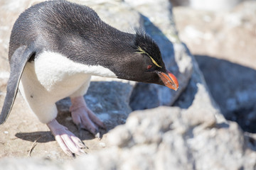 Fototapeta premium seagull in the sun in antarctica gull