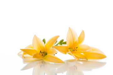 Yellow Lily flowers and buds on a white