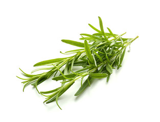 Fresh rosemary on white background