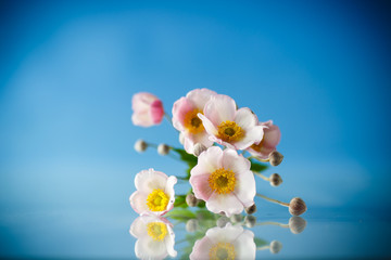 Cute pink flowers on a blue background
