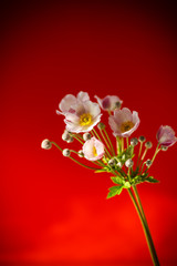 Fototapeta premium Cute pink flowers on a red background