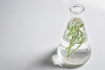 Glass flask with plant on light background