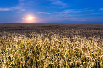 Rising moon over the wheat field