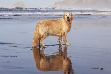 Perro Golden Retriever posando en una playa 