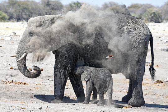 Elefantenmutter mit Elefantenbaby im Etosha Nationalpark (Namibia)