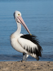 Australian Pelican Bird
