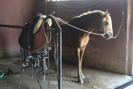 pony nel box prima di essere sellato