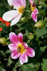 Bumble bee with flower in summer time