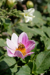 Fototapeta premium Bumble bee with flower in summer time