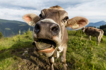 Kuh streckt Zunge heraus