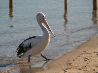 Australian Pelican Bird