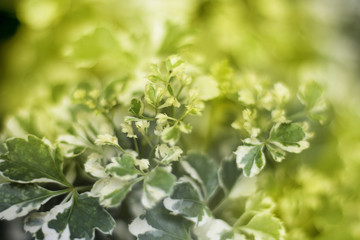 closeup of treetop with sunlight effect 