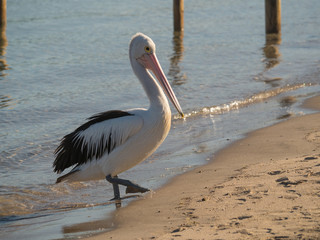 Australian Pelican Bird